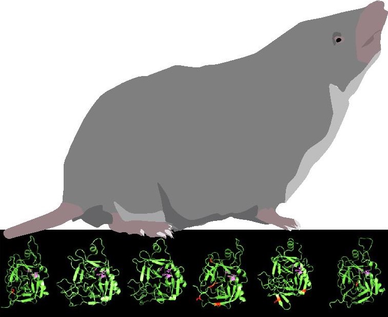 Evolution of Venom in Shrews